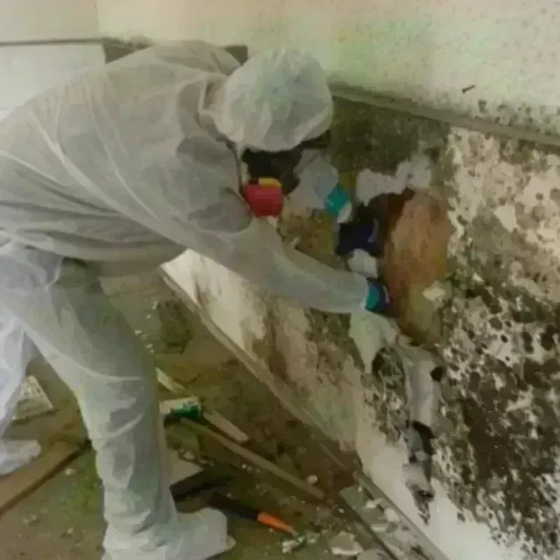 Mold Remediation and Removal in Rice County, KS